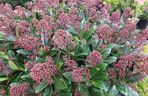 Skimmia japońska 'Rubella'