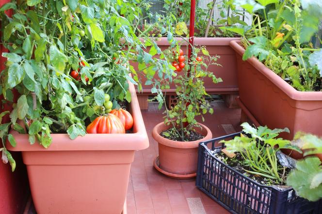 Pojemniki do uprawy pomidorów