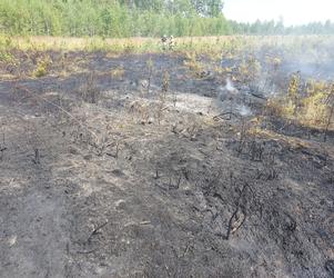 Pożar lasu koło Piotrkowa Trybunalskiego