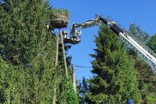 Bocianie pisklę znów w gnieździe [GALERIA]