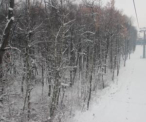 Elka w Parku Śląskim. Widok z góry