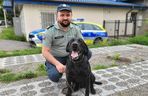 Szkolenie psów policyjnych nad Zalewem Zemborzyckim