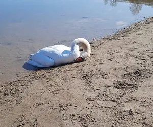 Łabędź nie przeżył - w żołądku miał prawie 3 kg pieczywa 