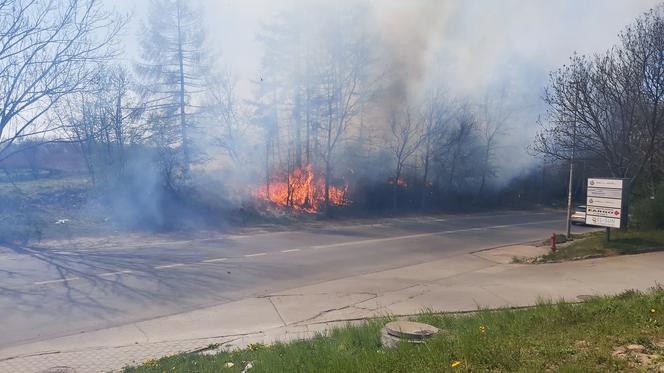 Duży pożar traw na Wzgórzach Krzesławickich