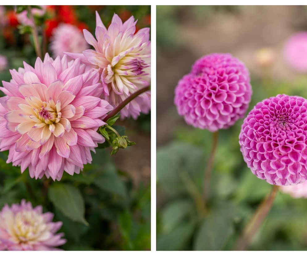 Posadź już w kwietniu, a latem będziesz mieć najpiękniejszy ogród w okolicy. Kolorowe kwiaty cebulowe