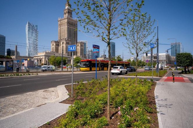 Zieleń na rondzie Dmowskiego w Warszawie