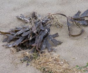 Wakame u brzegów Portugalii! Egzotyczne algi zagrażają rajskim plażom. Biolodzy ostrzegają