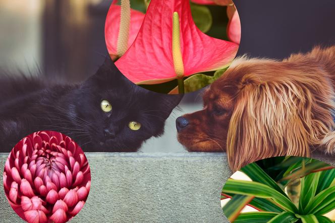 Które rośliny są trujące dla kotów i psów?