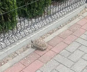 Żółw uciekinier w Tomaszowie Lubelskim