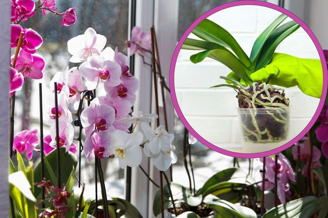 Przesadzanie storczyków