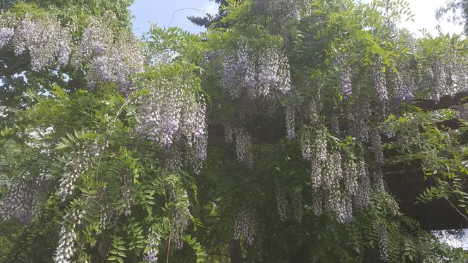 Półki bookcrossingowe w Ogrodzie Botanicznym UKW