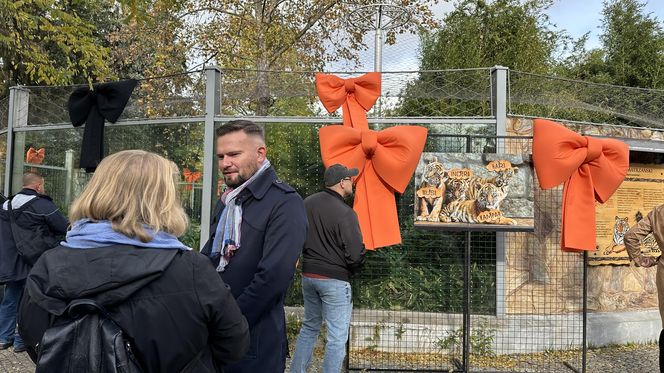 Cztery tygrysy sumatrzańskie z wrocławskiego zoo otrzymały imiona