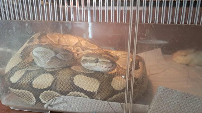 .Pyton królewski w kuchni łodzianki. Nietypowa interwencja Animal Patrolu