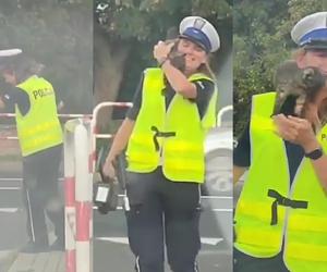 Mały kotek nowym sprzymierzeńcem kierowców. Kilka mandatów mniej 