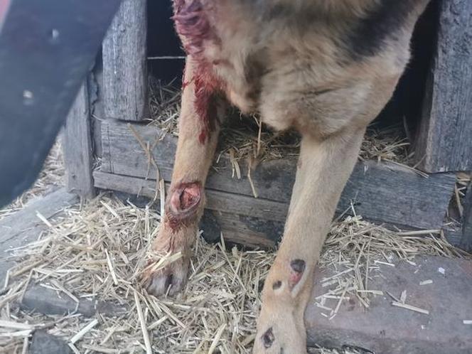 Świdnica: Sołtyska wsi Wirki przywiązała psa do samochodu i ciągnęła go po drodze 