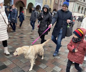 Golden Retriever WOŚP w Poznaniu