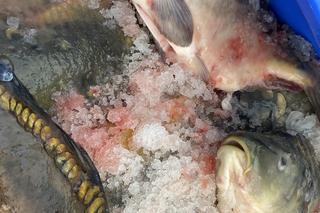 Ceny karpia w Zielonej Górze 2022