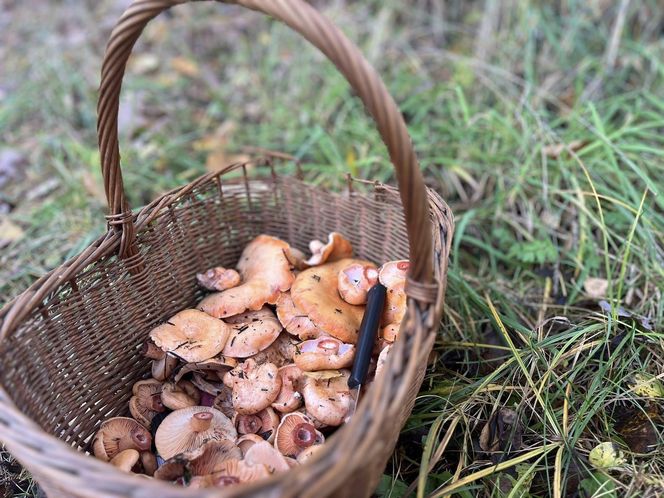Prawdziwe skarby jesieni. Listopad to idealny czas na grzyby w Świętokrzyskiem? [Zdjęcia Waszych zbiorów]