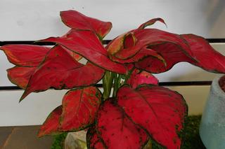 Rośliny kolekcjonerskie doniczkowe