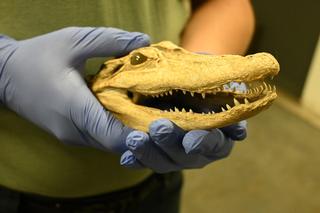 Na granicy w Medyce udaremniono przemyt spreparowanej głowy aligatora [ZDJĘCIA]
