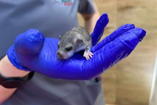  Weterynarze karmią malutką Popi co 2 godziny 