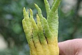 Rośliny egzotyczne - Ręka Buddy