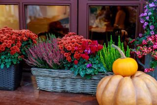 Najlepsze kwiaty na jesień na balkon i taras
