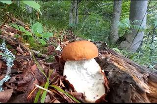 Grzyby wielkości dłoni. Takie zbiory tylko na Podkarpaciu! 