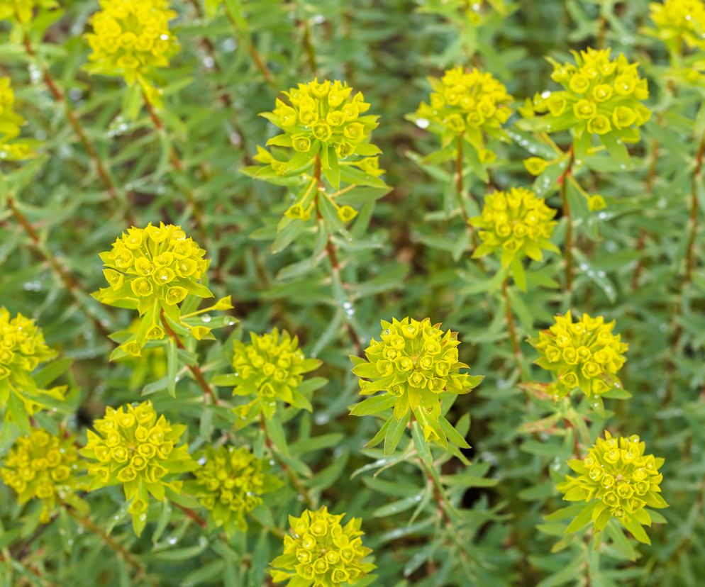 Objawy zatrucia wilczomleczem to nudności, wymioty, biegunki.