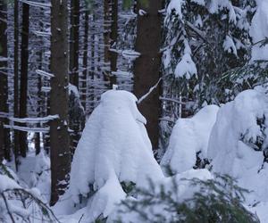 Dziwne stwory w górach. Śnieżne duchy i potwory straszą turystów