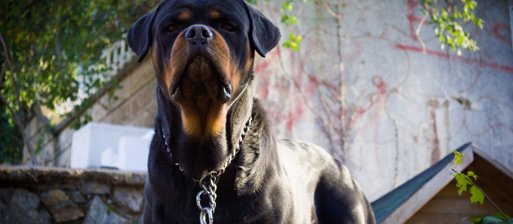 Rottweiler - mądry i zrównoważony bałaganiarz