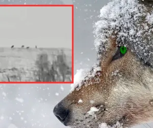 Wataha wilków na granicy dwóch bieszczadzkich miejscowości 