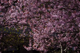 Kwitnąca wiśnia na Bemowie