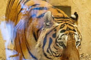 Nowy mieszkaniec w śląskim zoo. Tygrys Tiber już zachwyca odwiedzających 