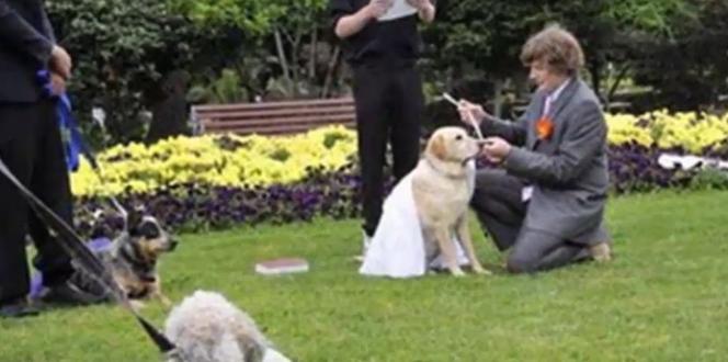 Ślub z psem