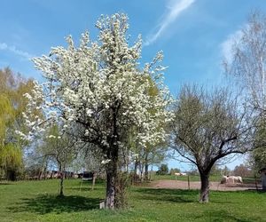 Iris Reszczynski i jej farma w Kapkazach