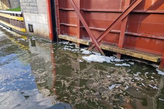 Skażona woda w Kanale Gliwickim powoduje śnięcie ryb