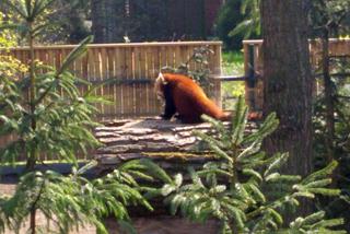 Pandy w Ogrodzie Zoobotanicznym w Toruniu