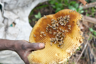 Światowy Dzień Pszczół. Dlaczego są tak ważne? 