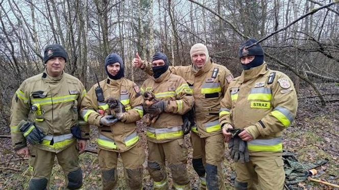 Lubelskie. Szczeniaki uwięzione w lisiej noże. Strażacy kopali w zmarzniętej ziemi przez 3 godziny