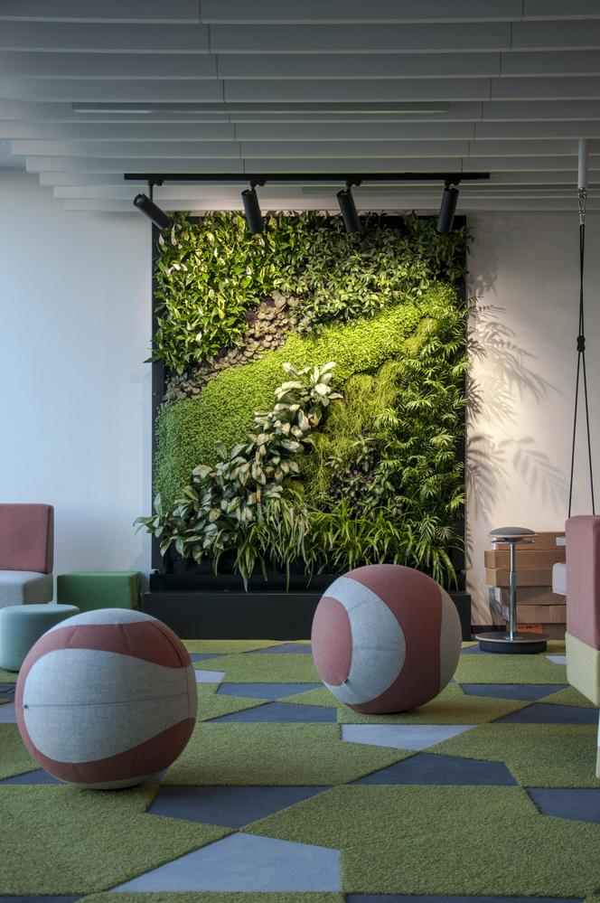 Zielona ściana z żywych roślin