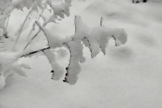 Pierwszy śnieg w regionie tarnowskim