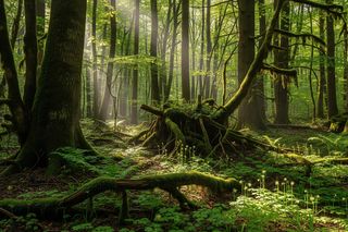 Świętokrzyskie. Czy dwa nowe rezerwaty to wystarczająca ochrona?