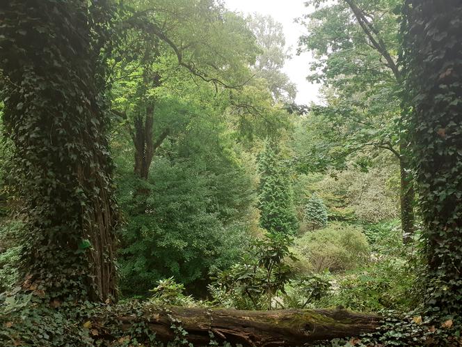 Arboretum Bolestraszyce