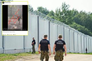 Szokujący filmik z granicy polsko-białoruskiej. Migranci przeciskają się przez tunel wydrążony pod murem [WIDEO]