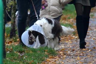 Pies Kasi Tusk pod specjalnym nadzorem