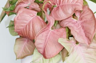 Rośliny o różowych liściach