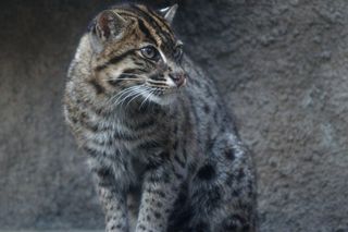 Taraje