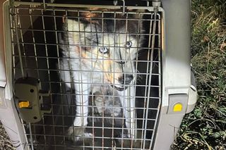 Ktoś wsadził psa do transportera i porzucił obok działek w Bydgoszczy! Policja szuka właściciela