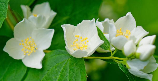 Jaśminowiec bezwonny - Philadelphus inodorus